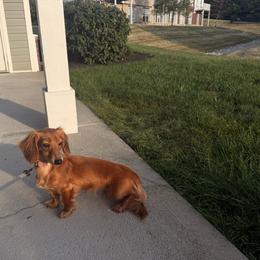 Poppy - Red female Dachshund puppy in Highland Heights, Kentucky from Gabriela's Dachshunds