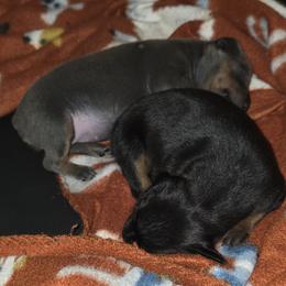 PBLF1 9-26 - Blue and tan female Miniature Pinscher puppy in Middle Point, Ohio from Knisely's Min Pins-AKC