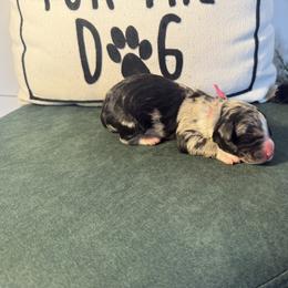 Hot Pink - Merle female Bernedoodle puppy in Bellevue, Iowa from Blended Acres & Kennels