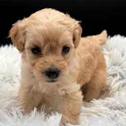 Cheslee - Cream female Goldendoodle puppy in Hayden, Alabama from Agape Southern Farms