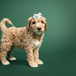 Cockapoo and Goldendoodle Puppies from Vino and Vespa Doodles