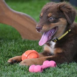Rain - Red tri-color female Australian Shepherd puppy in Oak Hill, Florida from Swingin T Ranch LLC
