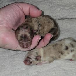 Pammie - Chocolate merle female Pomeranian puppy in Angleton, Texas from Pomeranian Palace, LLC