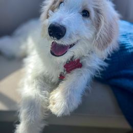 Aussiedoodle and Bordoodle All Grown Up from Calena’s Doodle Pups