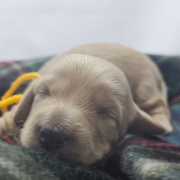 Sparkler - Cream male Dachshund puppy in Sacramento, California from MiniDoxPups