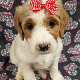 Bernedoodle, Goldendoodle, and Poodle Puppies from Granton Creek