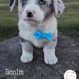 American Corgi, Cardigan Welsh Corgi, and Pembroke Welsh Corgi Puppies from Chloe's Colorful Corgis