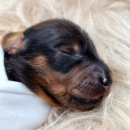 Puppy 1 - Red male Dachshund puppy in Zebulon, North Carolina from Salt of the Earth Dachshunds
