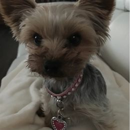 Yorkshire Terrier Puppies from Earthmountain Yorkies
