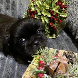 Shih Tzu Puppies from Hilltop Shih Tzus