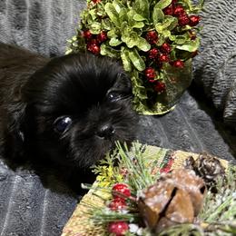 Shih Tzu Puppies from Hilltop Shih Tzus