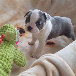 Faith - Seal and white Boston Terrier puppy in Katy, Texas from Mei's Boston Terriers