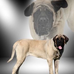 Sunny - Mastiff