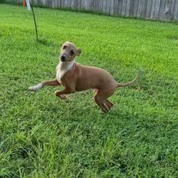 Flame - Tuncap's Kicking Assets - Blue fawn male Italian Greyhound puppy in Porter, Texas from Tuncap's Italian Greyhounds