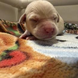 Twix - Yellow male Labrador Retriever puppy in Eugene, Oregon from LakeHouse Labrador Retriever LLC