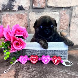 Orange collar - Brindle male Pug puppy in Tucson, Arizona from Furever Friends