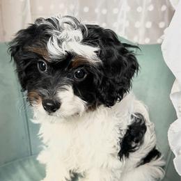 Scarlett - Tri-color female Cavapoo puppy in Saratoga Springs, Utah from Joyler Puppies