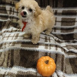 Boomer - Cream male Poodle puppy in Templeton, Pennsylvania from Precious Poodle Babies