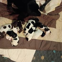 Girl 1 - Liver and white female German Shorthaired Pointer puppy in Riverdale, Michigan from Ninemire Farm