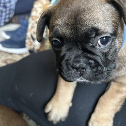 French Bulldog Puppies from Fishie's Frenchies