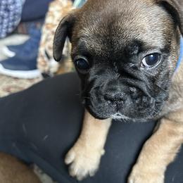 French Bulldog Puppies from Fishie's Frenchies