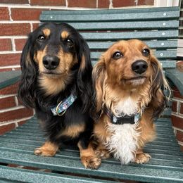 Dachshunds from Byrum’s Kaleidodachs