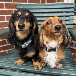 Dachshunds from Byrum’s Kaleidodachs