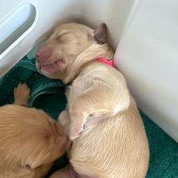 Pink - Light golden female Golden Retriever puppy in Kenosha, Wisconsin from Gail’s Goldens