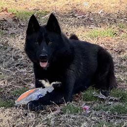 Knox - Black and white male Siberian Husky puppy in Mechanicsville, Virginia from Shinko Siberians