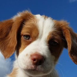 Brittany Puppies from David Earl Nimer