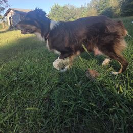 Keke - Australian Shepherd
