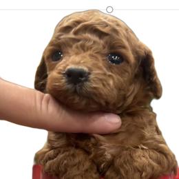 French Bulldogs and Poodles from FreshestFrenchies