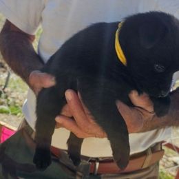 Shooting star - Black male Schipperke puppy in Randsburg, California from Schipperke Ranch
