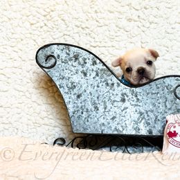 Aspen - Cream male French Bulldog puppy in Tulsa, Oklahoma from EvergreenEliteKennel