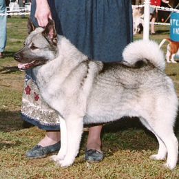Norwegian Elkhound All Grown Up from Windy City Elkhounds