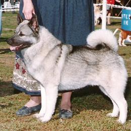 Norwegian Elkhound All Grown Up from Windy City Elkhounds