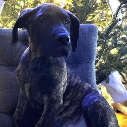Girl 2 - Brindle Great Dane puppy in Wisconsin from Starry Night Great Danes