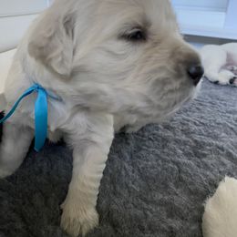 Golden Retriever Puppies from Fortunes Golden Retriever