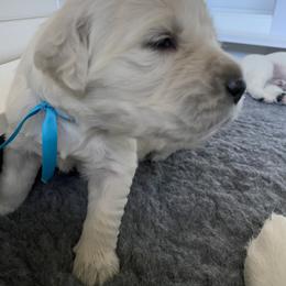 Golden Retriever Puppies from Fortunes Golden Retriever