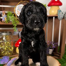 Harbor - Black female Goldendoodle puppy in Waterford, Michigan from Oh My Doodness!