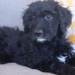 Daisy - Black tri-color female Aussiedoodle puppy in Apache Junction, Arizona from Loving Doodle