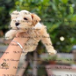 Green collar - Wheaten male Miniature Schnauzer puppy in Santa Ana, California from The_K_Schnauzers