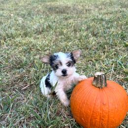 Peaches - Parti female Yorkshire Terrier puppy in Navarre, Florida from KAYY services