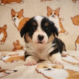 Ursula - Black and tan female Pembroke Welsh Corgi puppy in Warrensburg, New York from The Adirondack Corgi