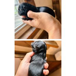 Bijou - Black and white female Shichon puppy in Pennsylvania from Manor Hills Shih Tzus