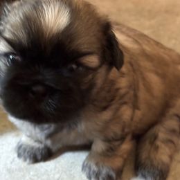 Shih Tzu Puppies from shihtzudynasty Pings Dynasty