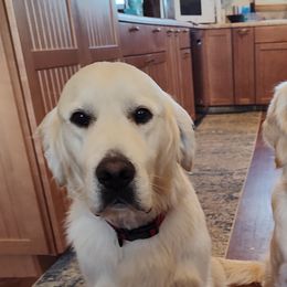 Golden Retrievers from High Road Golden Retrievers