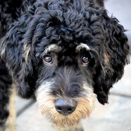 Bernedoodles from Sweetheart Doodles