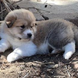 Anatolian Pyrenees Puppies from Daisy's Dog House