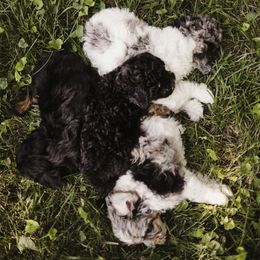 Aussiedoodle Puppies from Olive Tree Mini Aussiedoodles